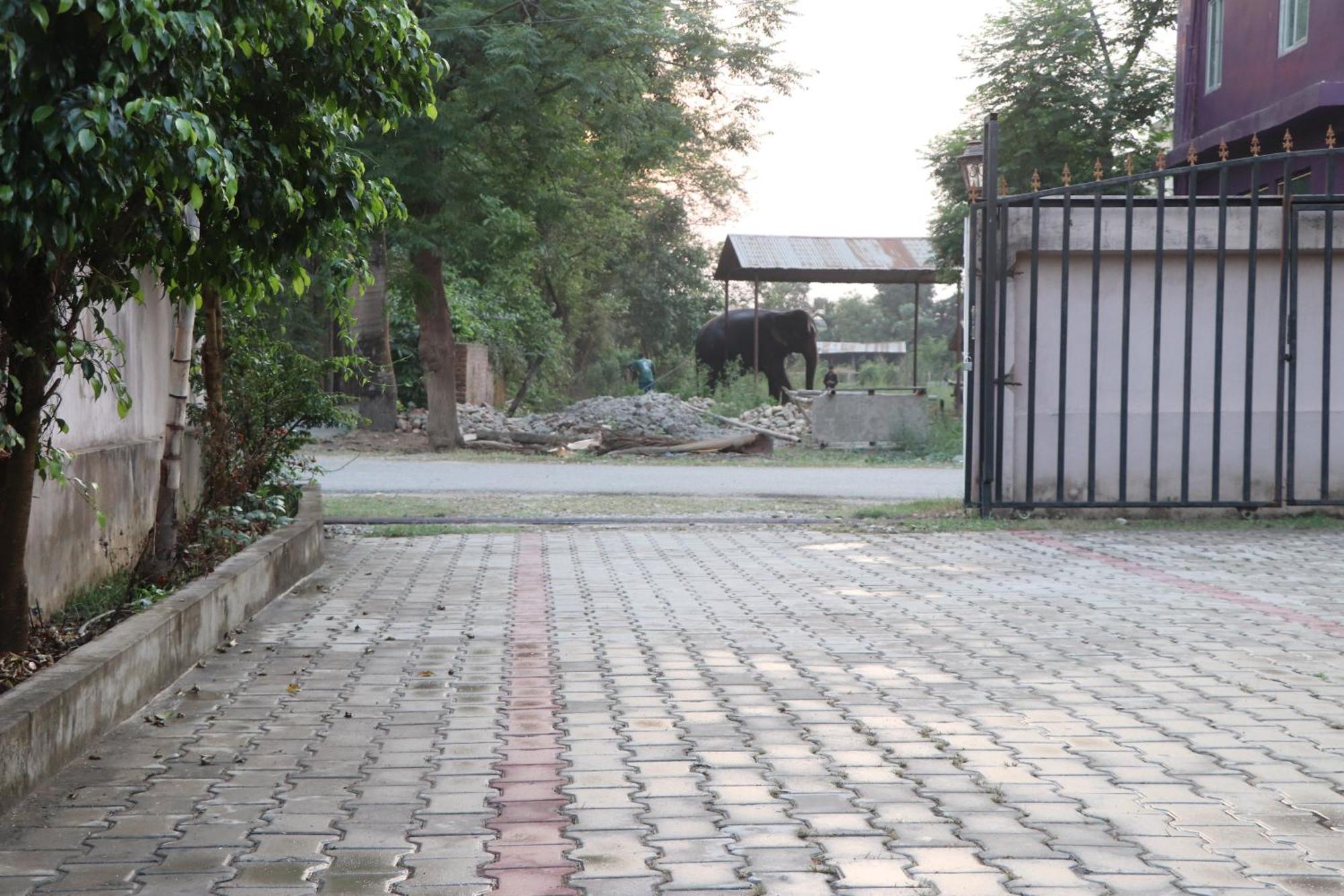 Hotel Flycatcher Chitwan- A Jungle Safari Home 索拉哈 外观 照片