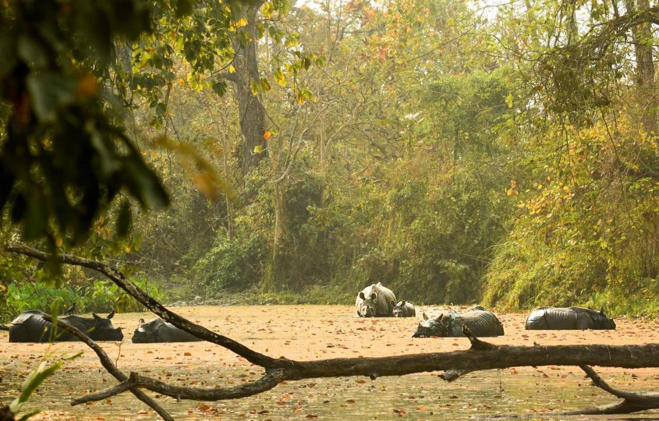 Hotel Flycatcher Chitwan- A Jungle Safari Home 索拉哈 外观 照片